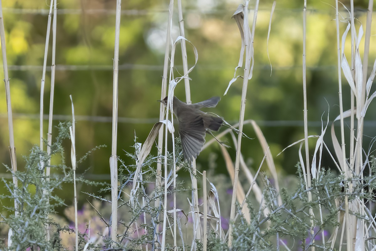 Rousserolle effarvatte - ML644362617