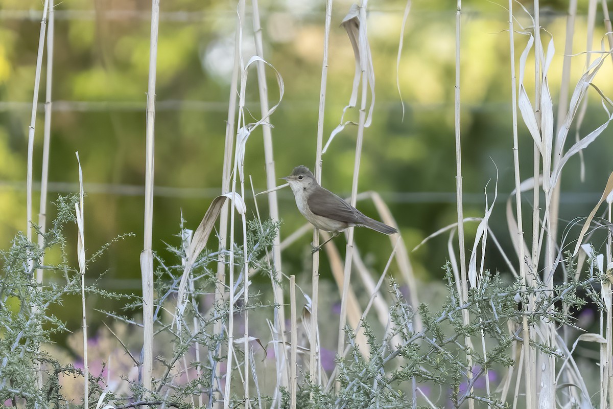 Rousserolle effarvatte - ML644362618