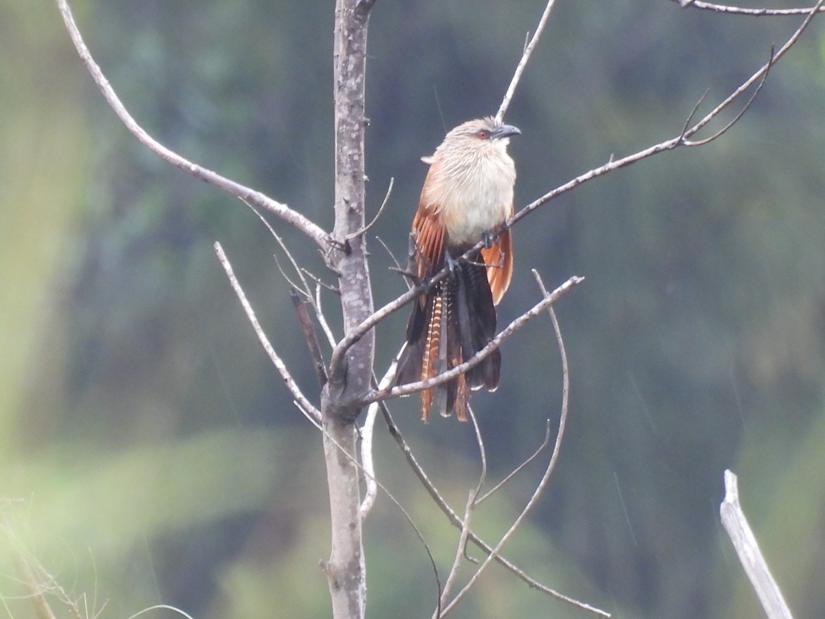 White-browed Coucal - ML644362643