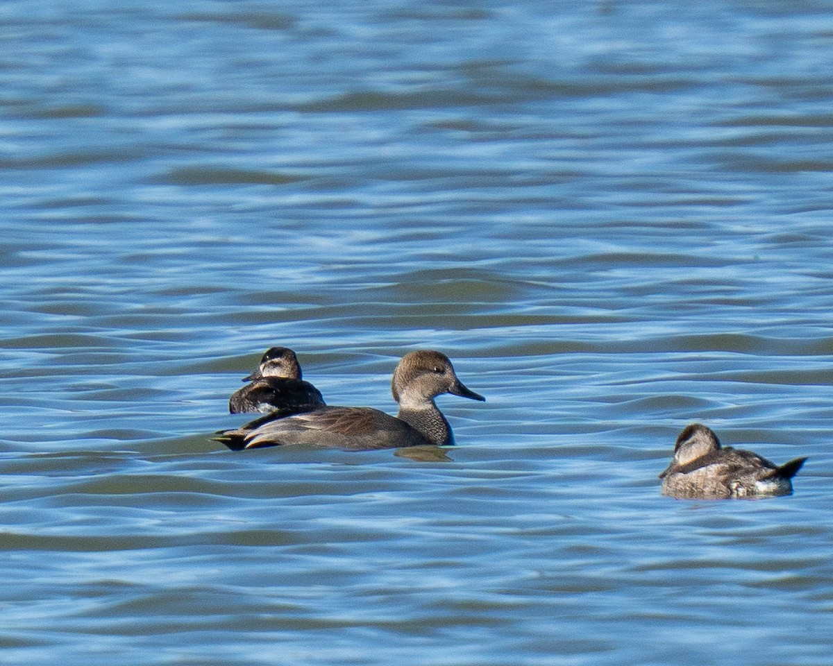 Ánade Friso - ML644362647