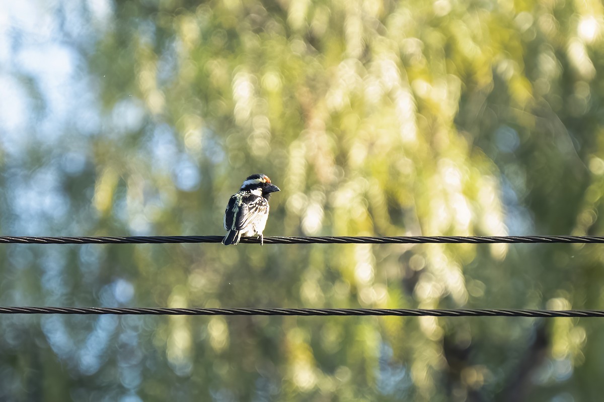 Barbudo Pío - ML644362658