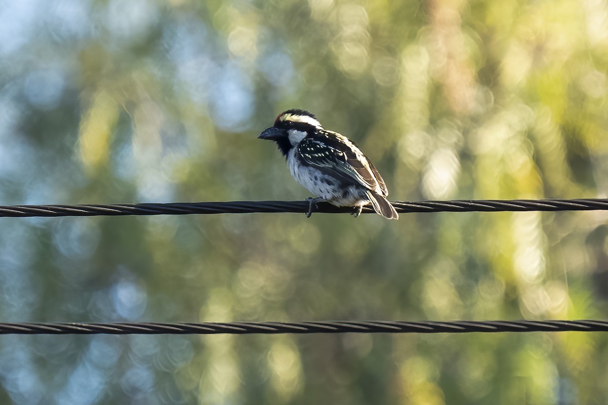 Barbudo Pío - ML644362659