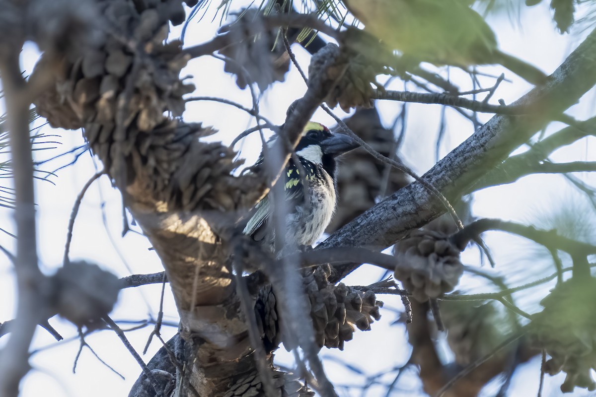 Barbudo Pío - ML644362660