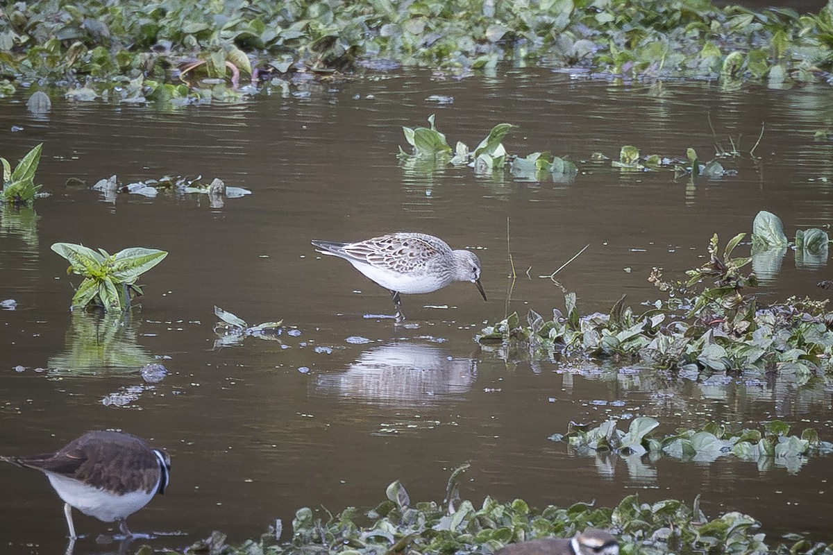 White-rumped Sandpiper - ML644362662