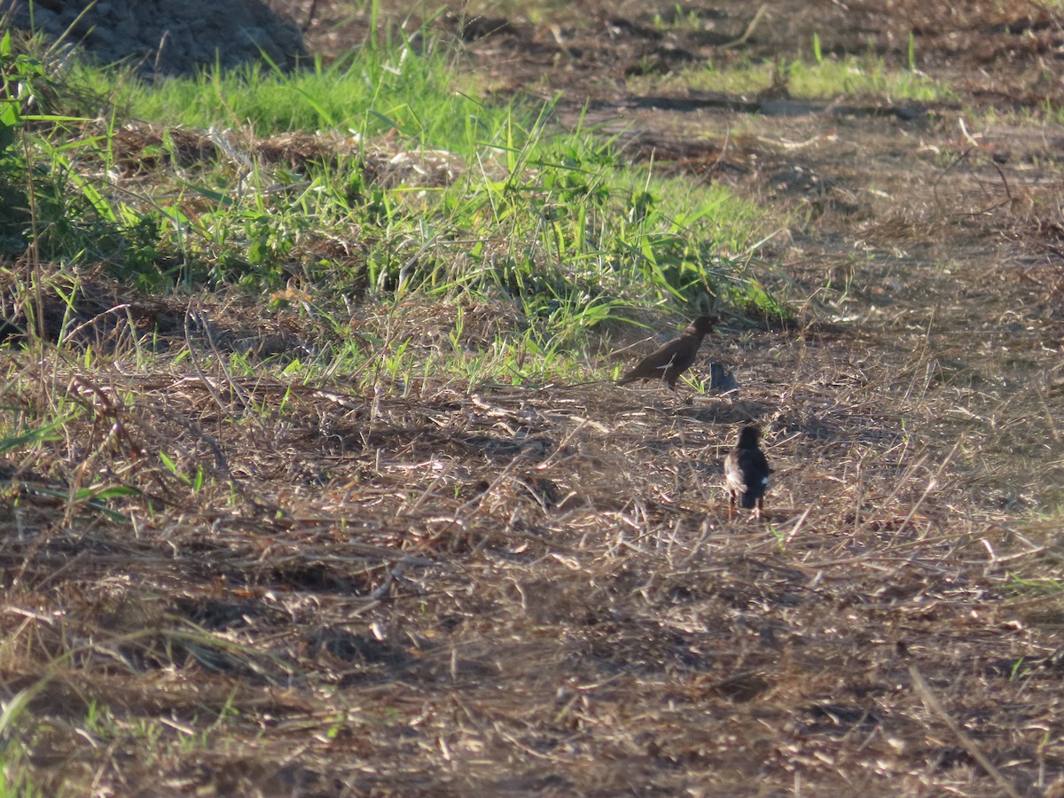 Crested Myna - ML644362663