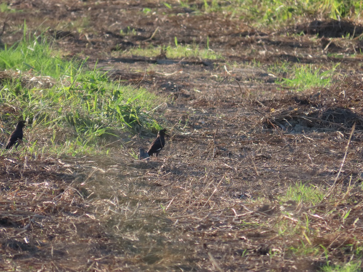 Crested Myna - ML644362664