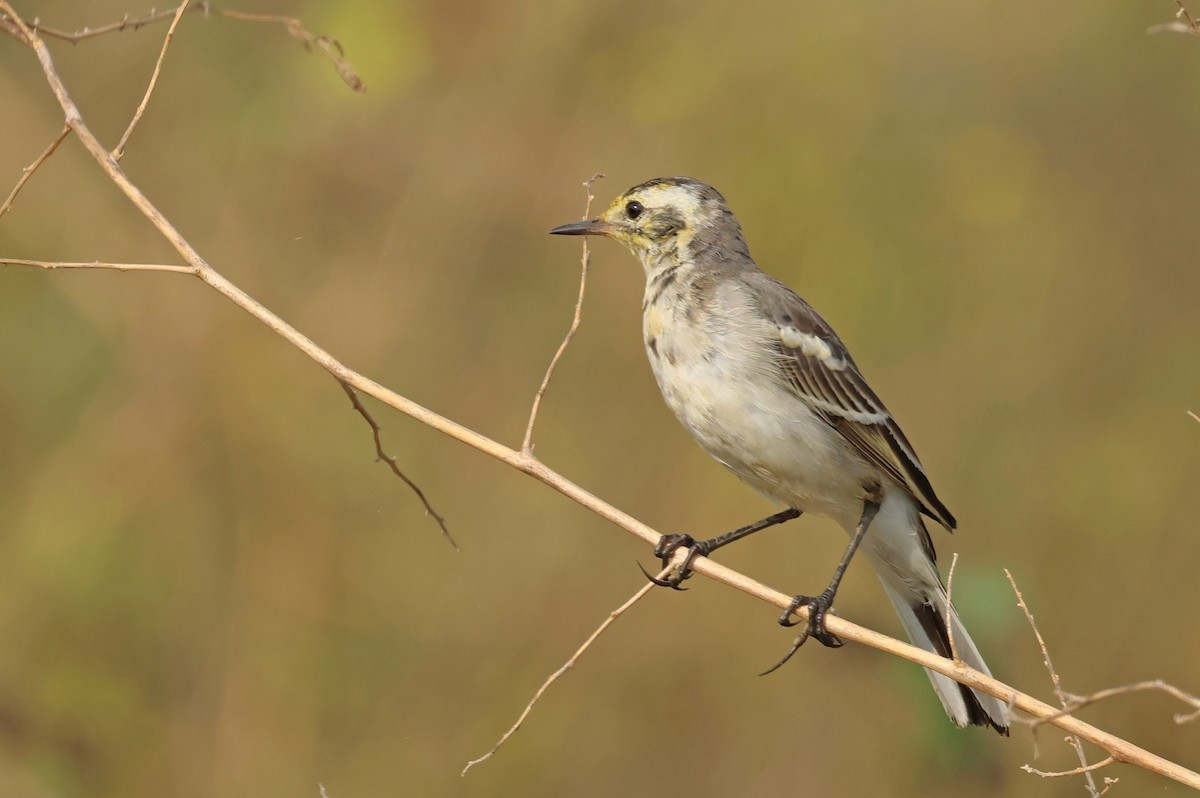 Citrine Wagtail - ML644362670