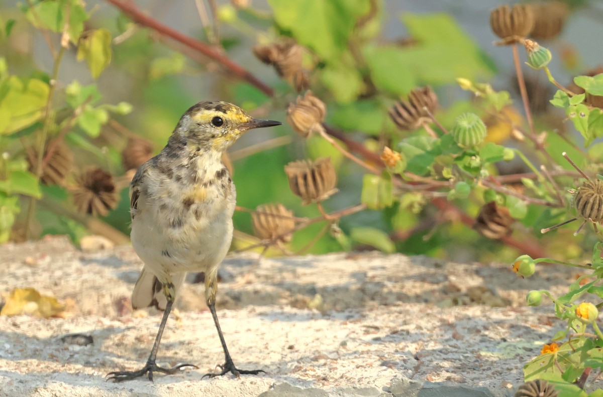 Citrine Wagtail - ML644362671