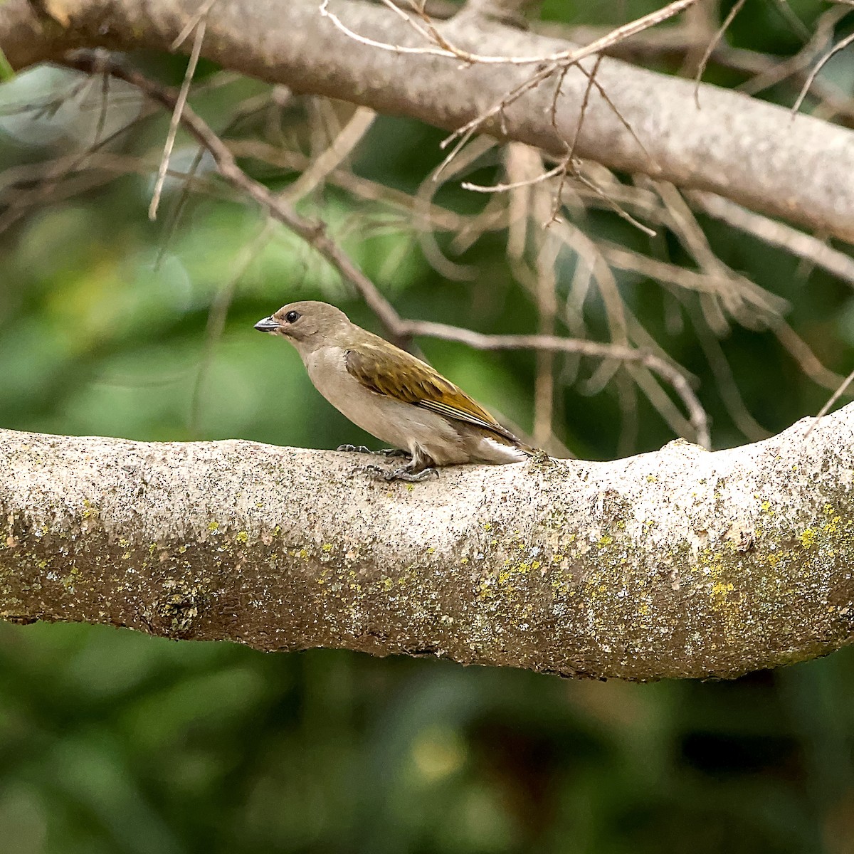 Lesser Honeyguide - ML644362684