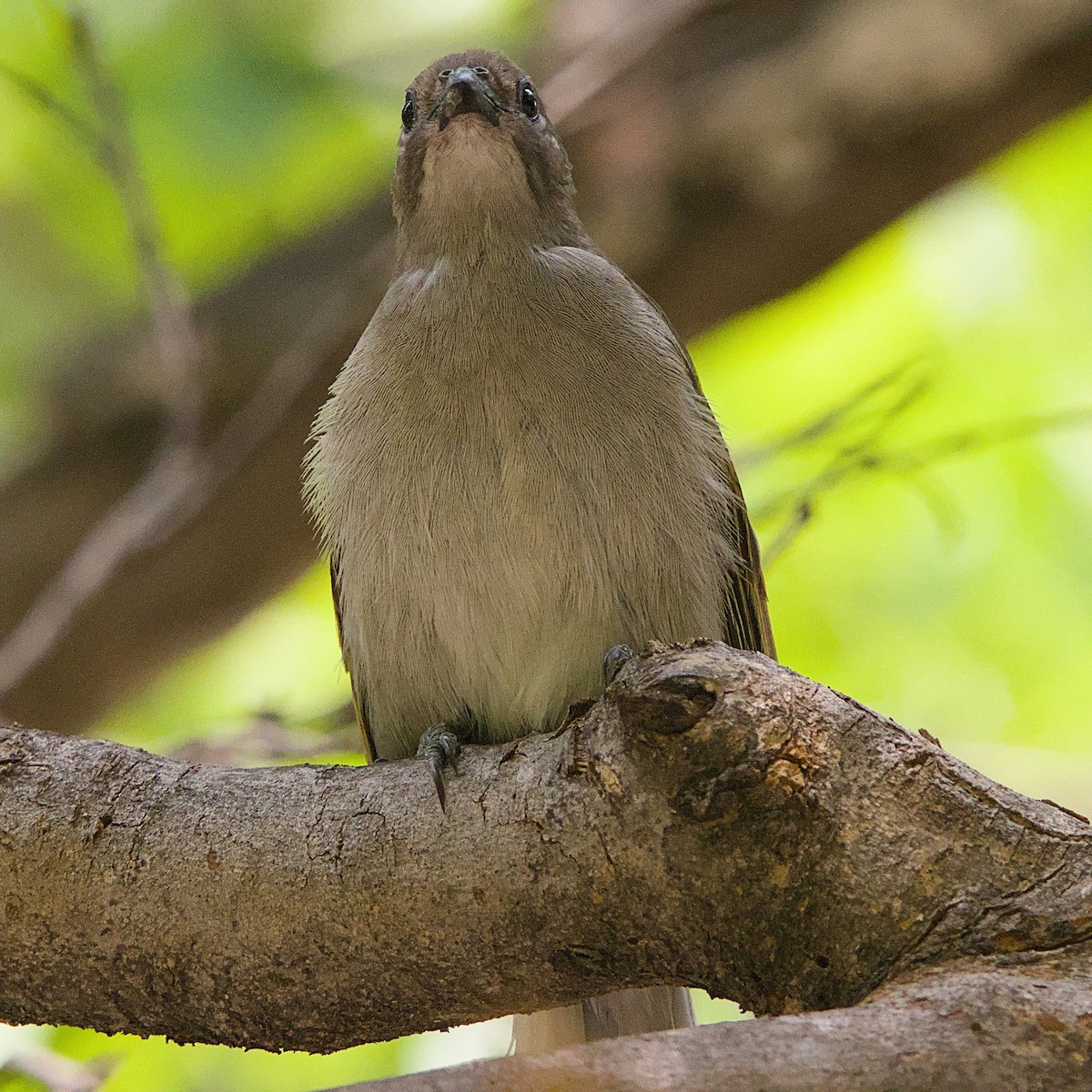 Lesser Honeyguide - ML644362685