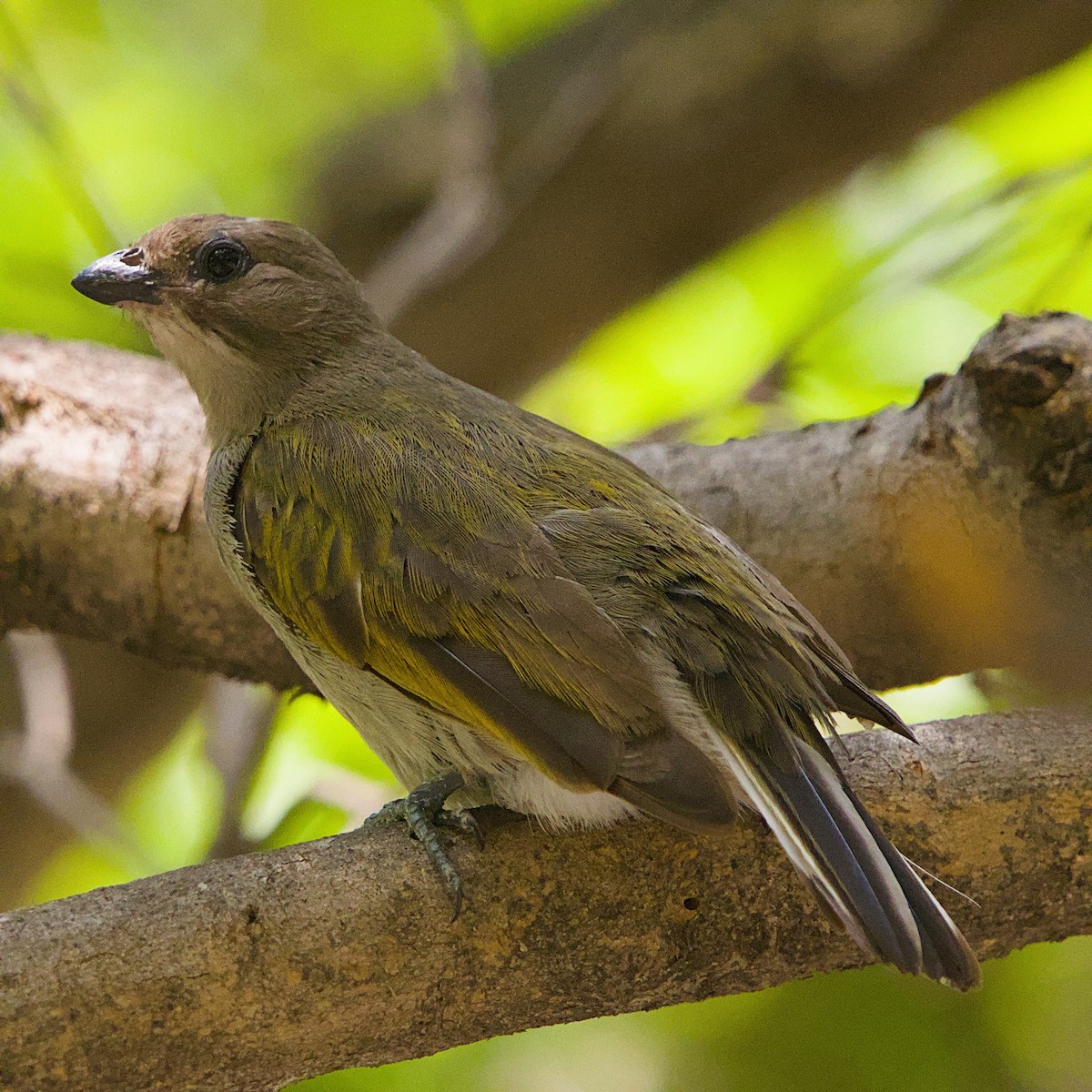 Lesser Honeyguide - ML644362686