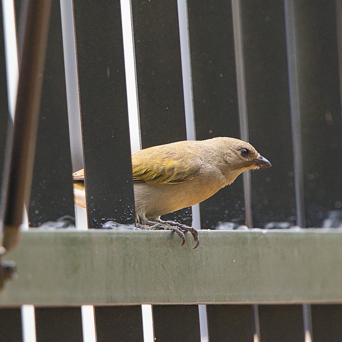 Lesser Honeyguide - ML644362687