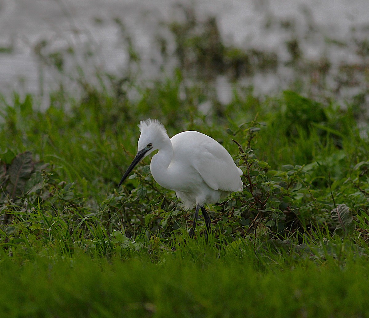Little Egret - ML644362731