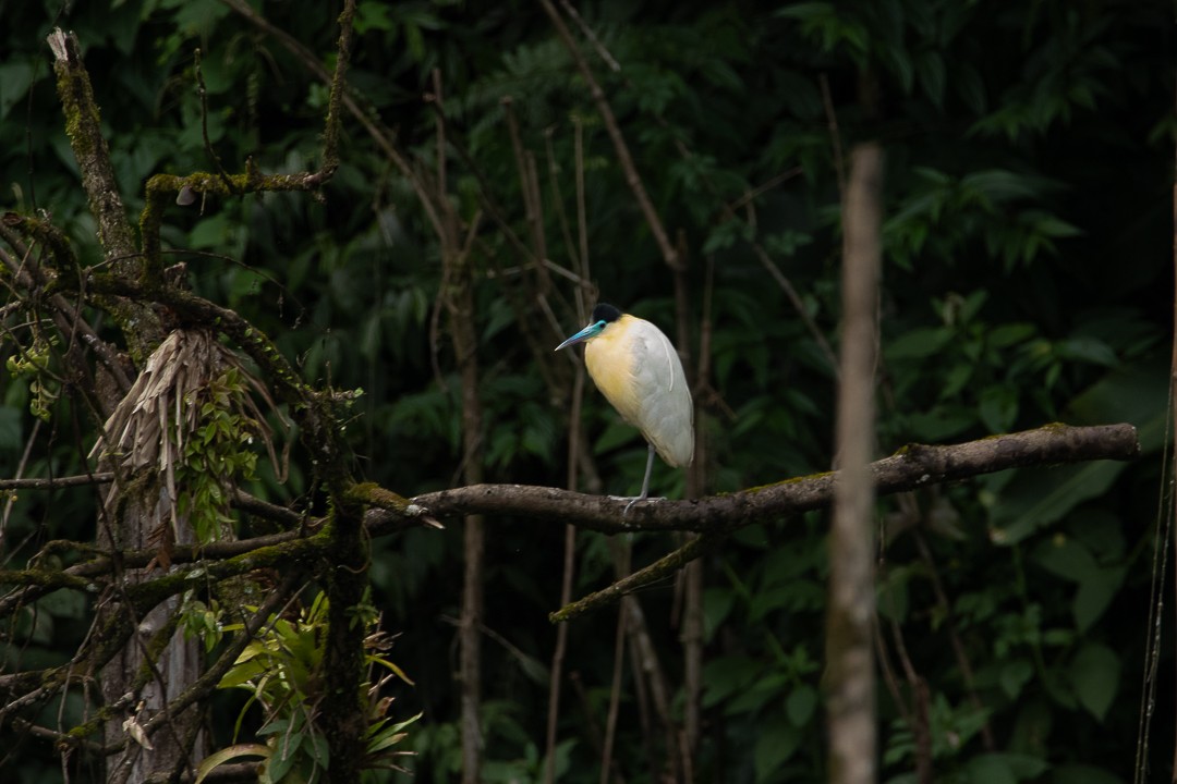 Capped Heron - ML644362732