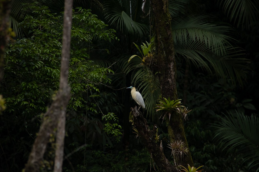 Capped Heron - ML644362733