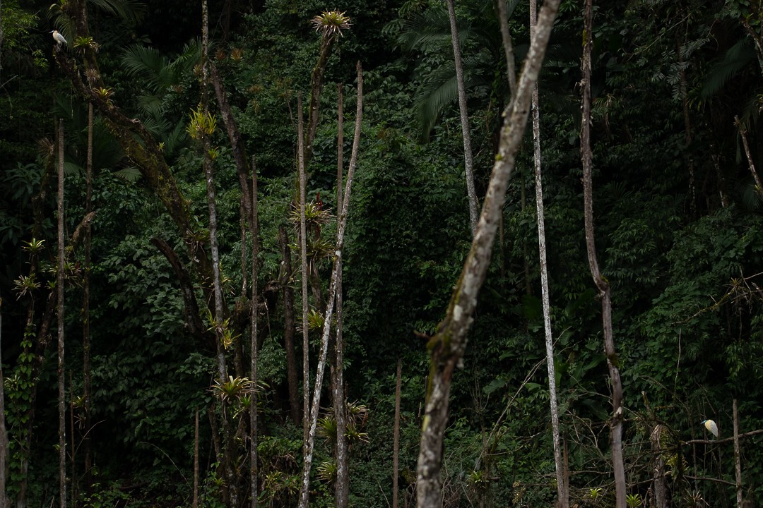 Capped Heron - ML644362734