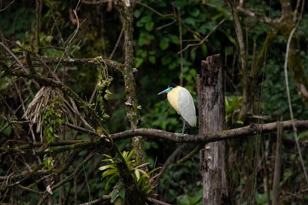 Capped Heron - ML644362735