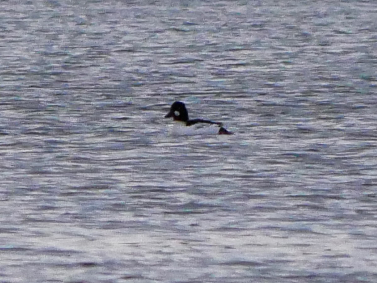 Гоголь - ML644362736