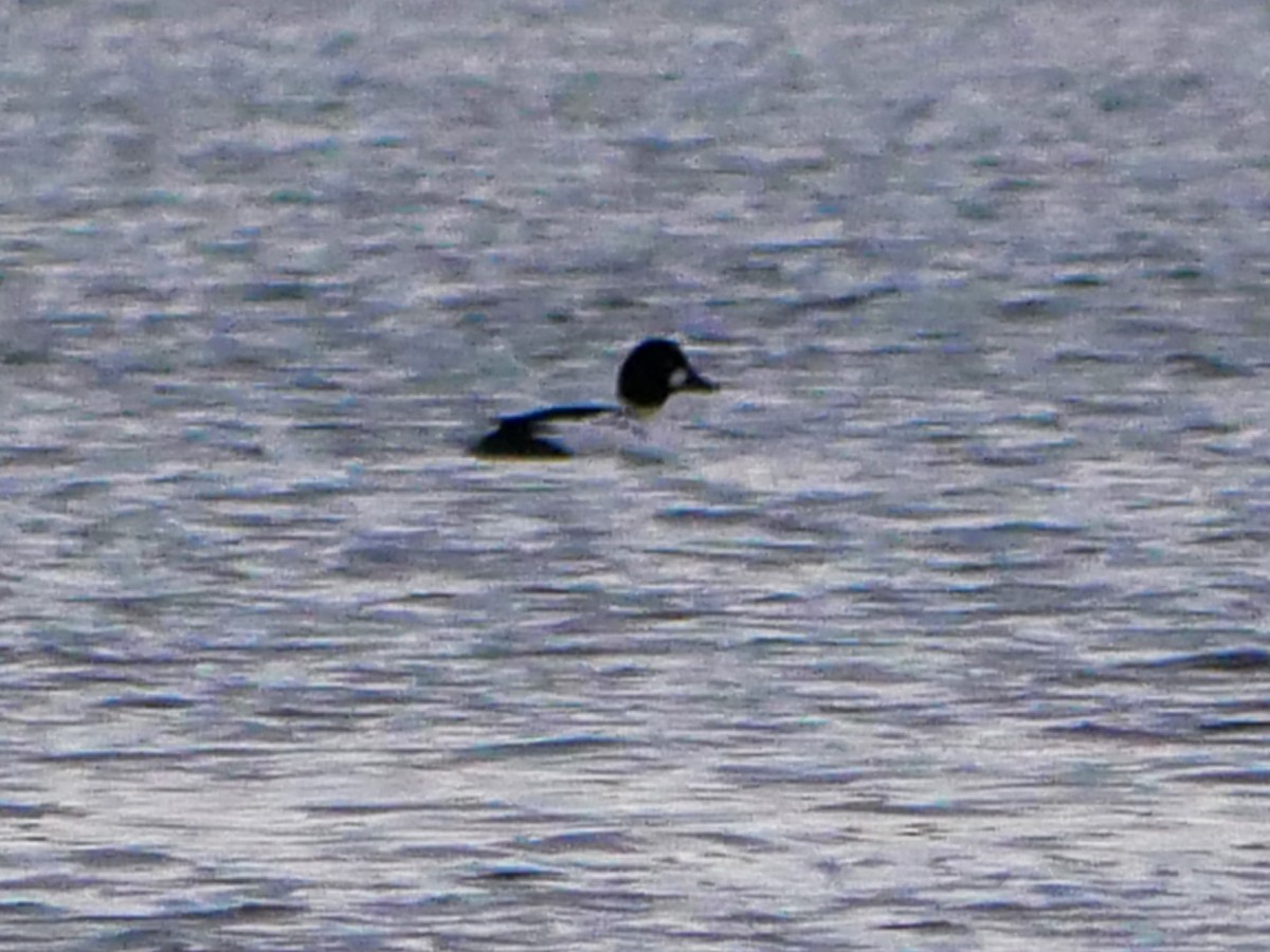 Гоголь - ML644362737