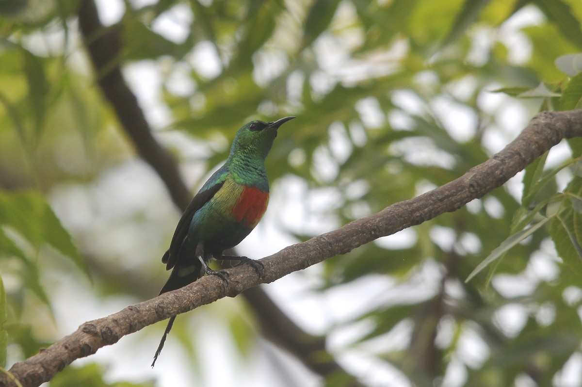 ウツクシオナガタイヨウチョウ - ML644362739