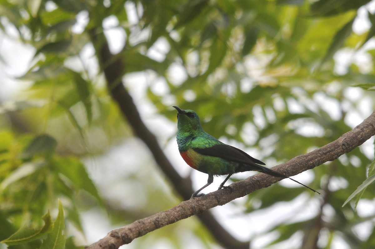 ウツクシオナガタイヨウチョウ - ML644362740