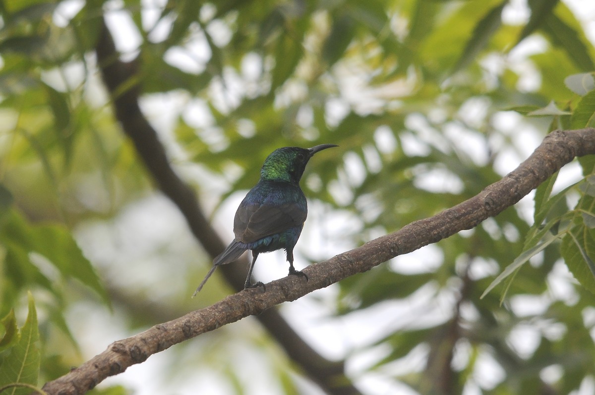 ウツクシオナガタイヨウチョウ - ML644362741