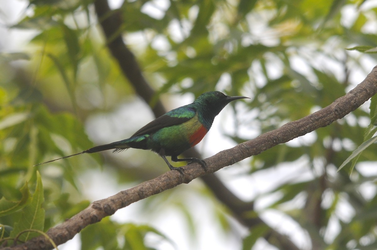 ウツクシオナガタイヨウチョウ - ML644362742