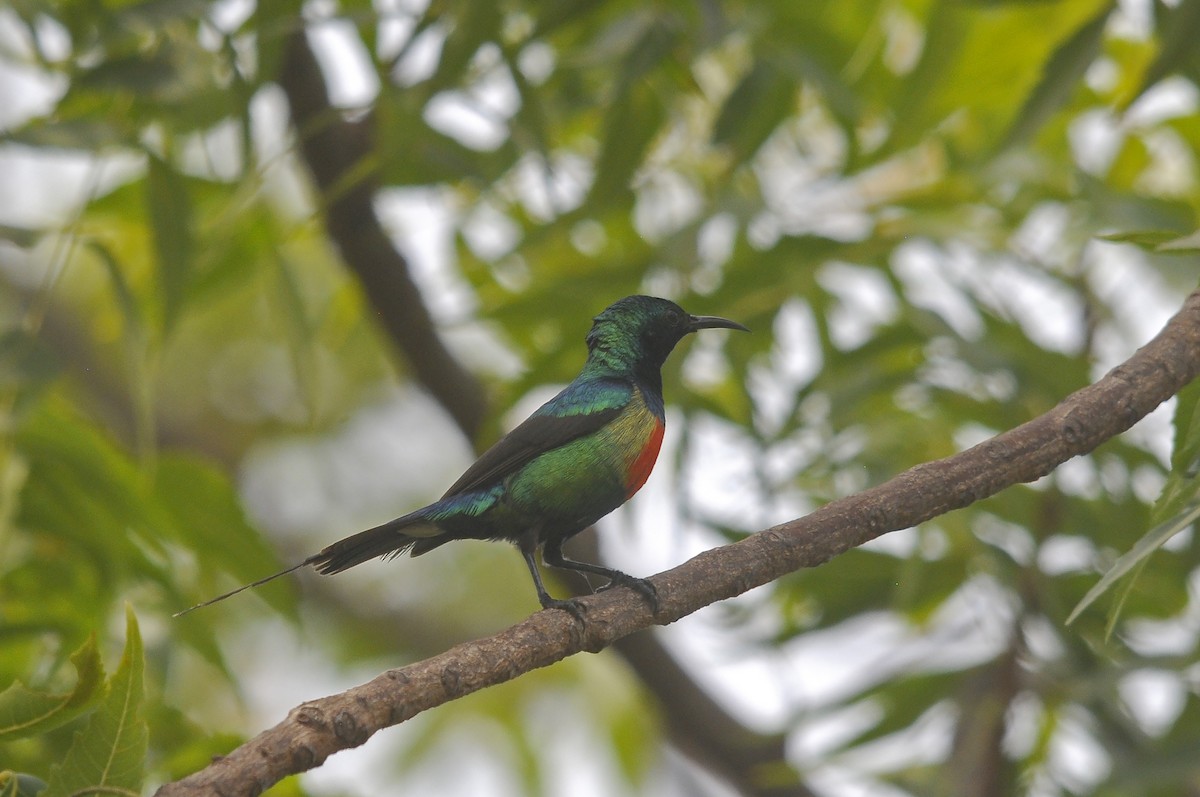 ウツクシオナガタイヨウチョウ - ML644362743