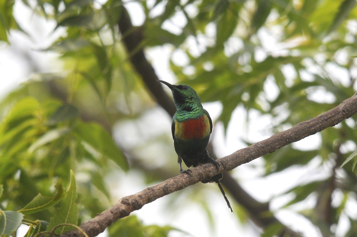 ウツクシオナガタイヨウチョウ - ML644362744