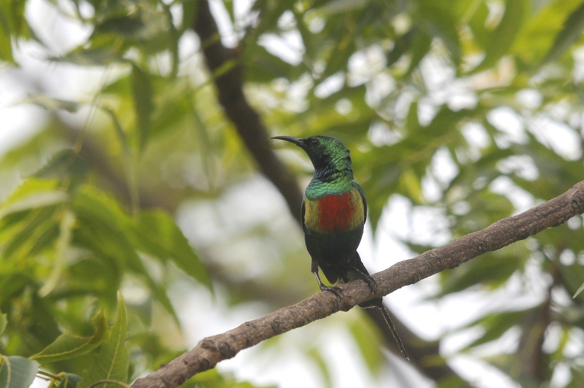 ウツクシオナガタイヨウチョウ - ML644362745