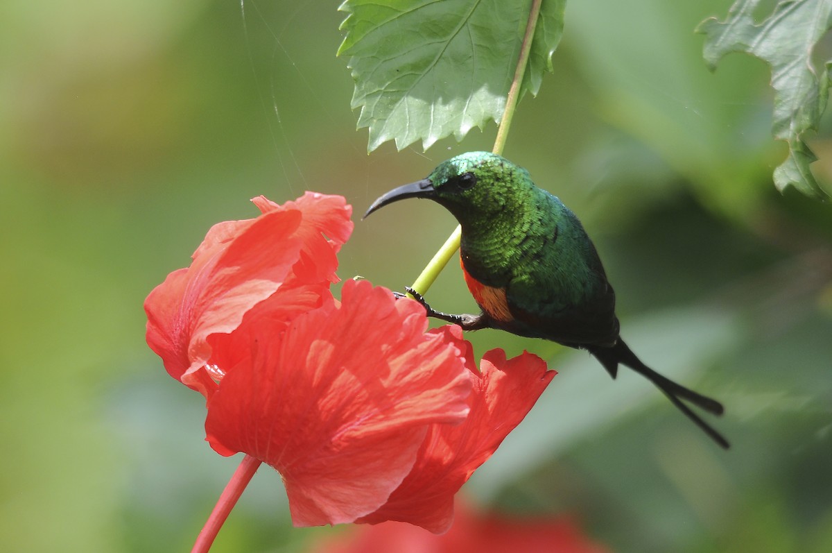 ウツクシオナガタイヨウチョウ - ML644362746