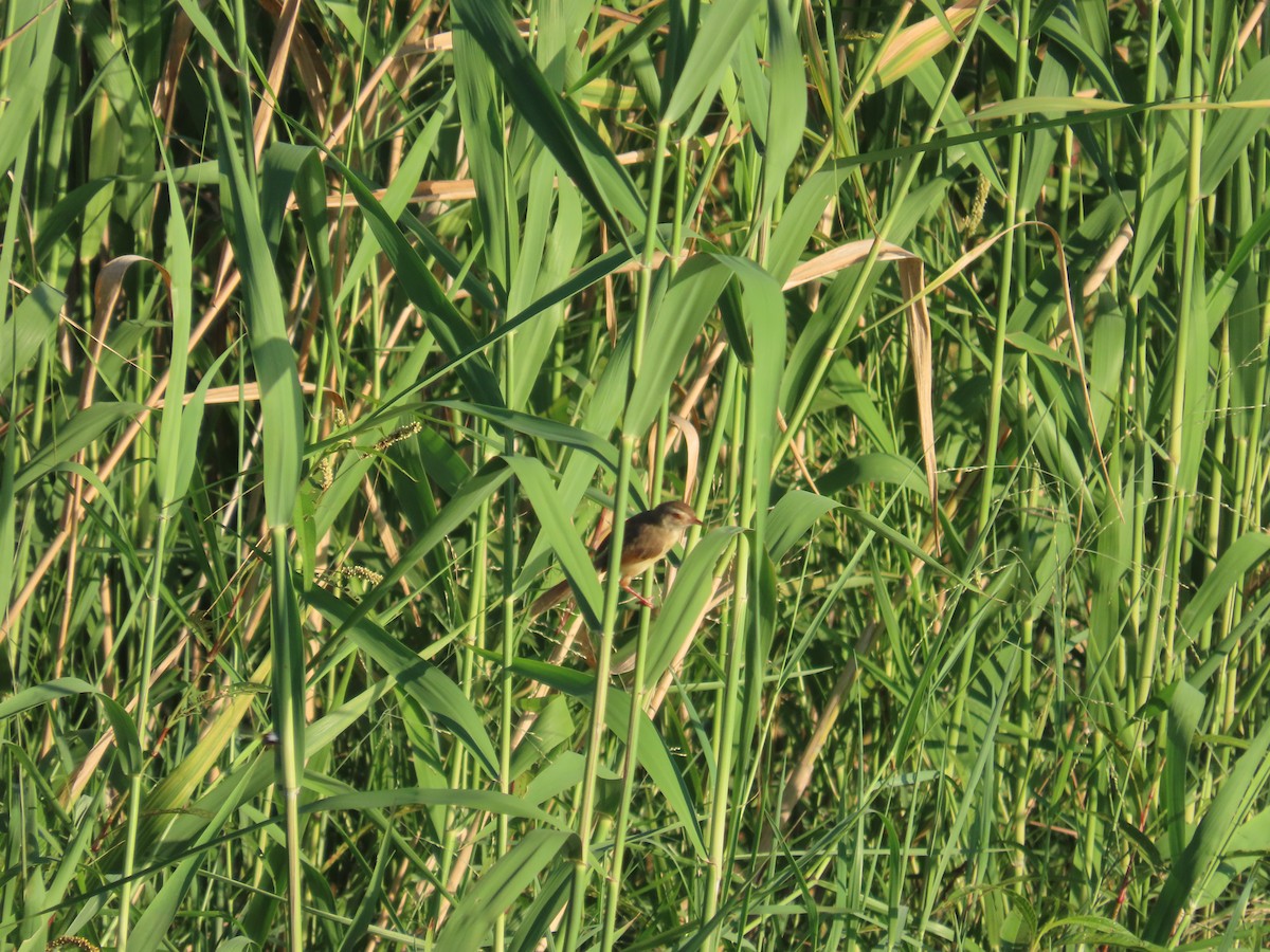 Prinia Sencilla - ML644362747