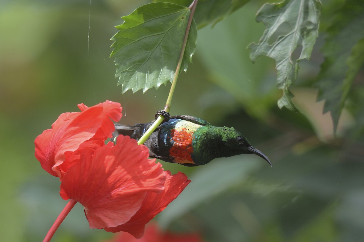 ウツクシオナガタイヨウチョウ - ML644362748