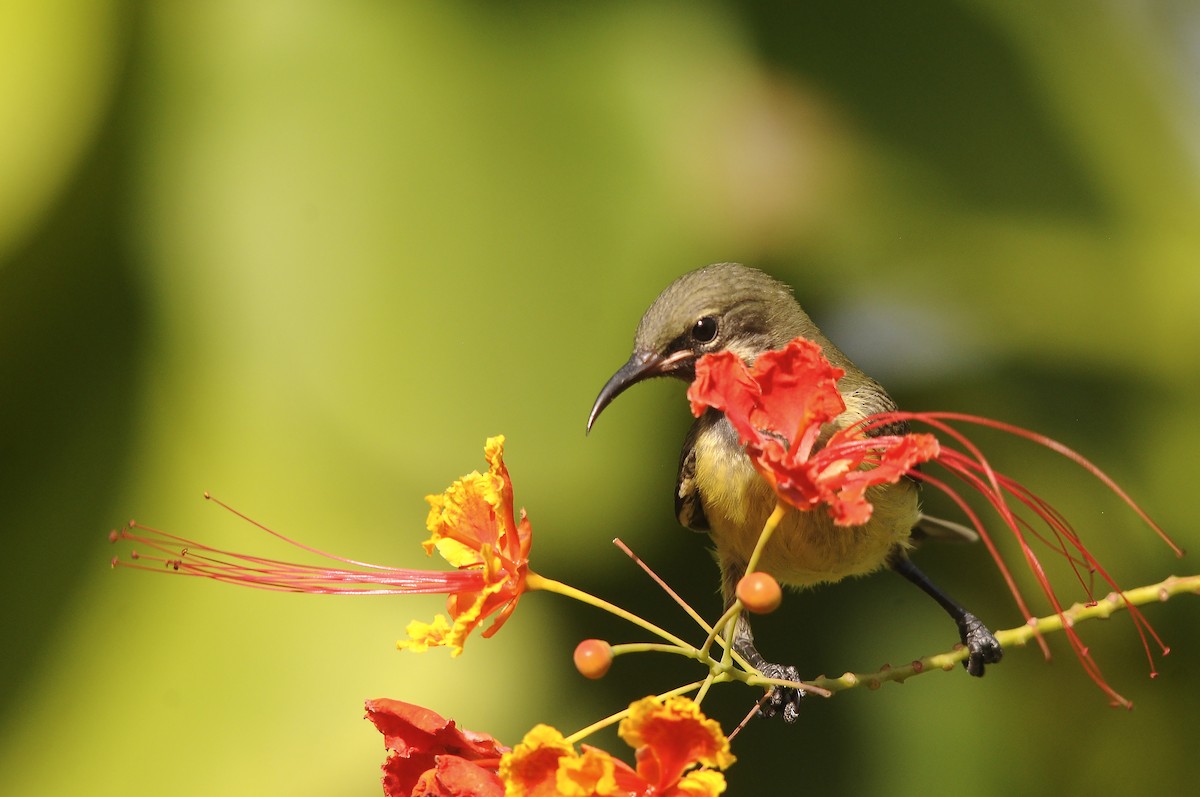 ウツクシオナガタイヨウチョウ - ML644362749