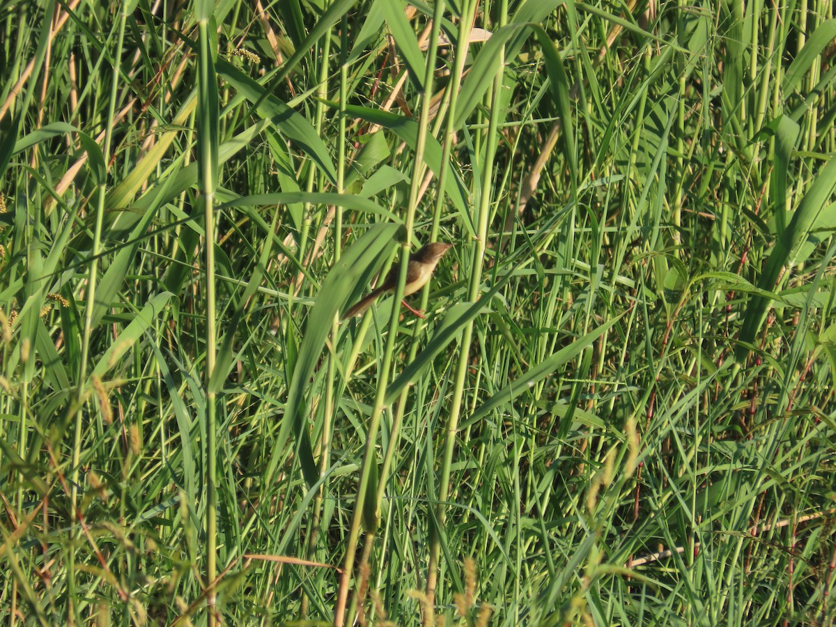 Prinia Sencilla - ML644362750