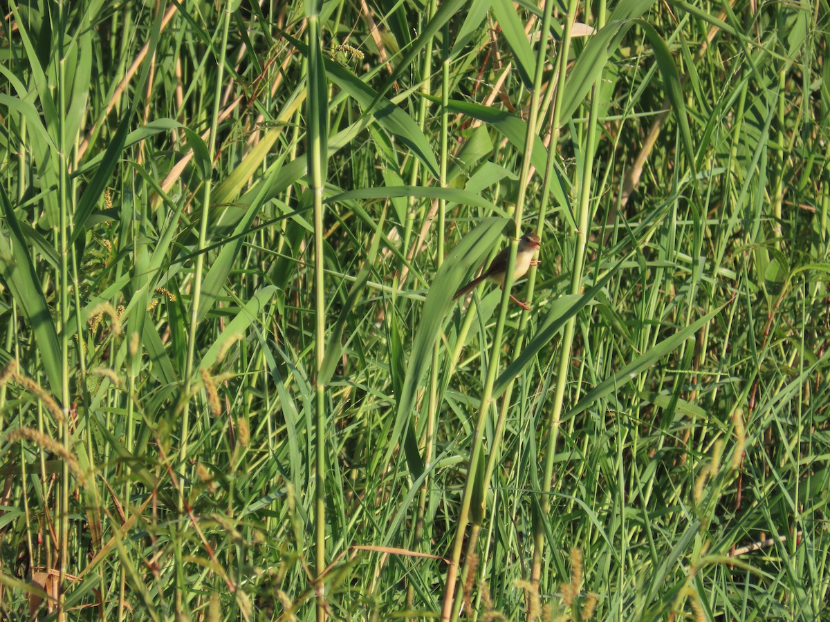 Prinia Sencilla - ML644362751