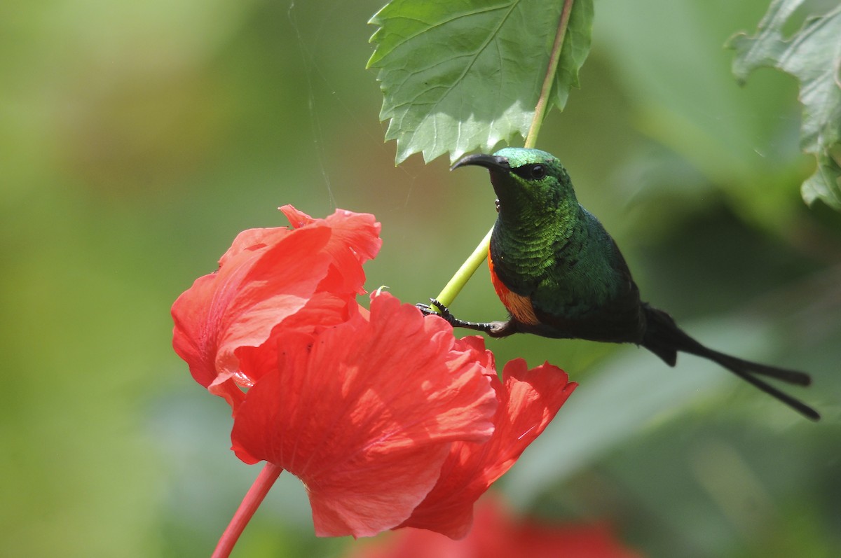 ウツクシオナガタイヨウチョウ - ML644362752