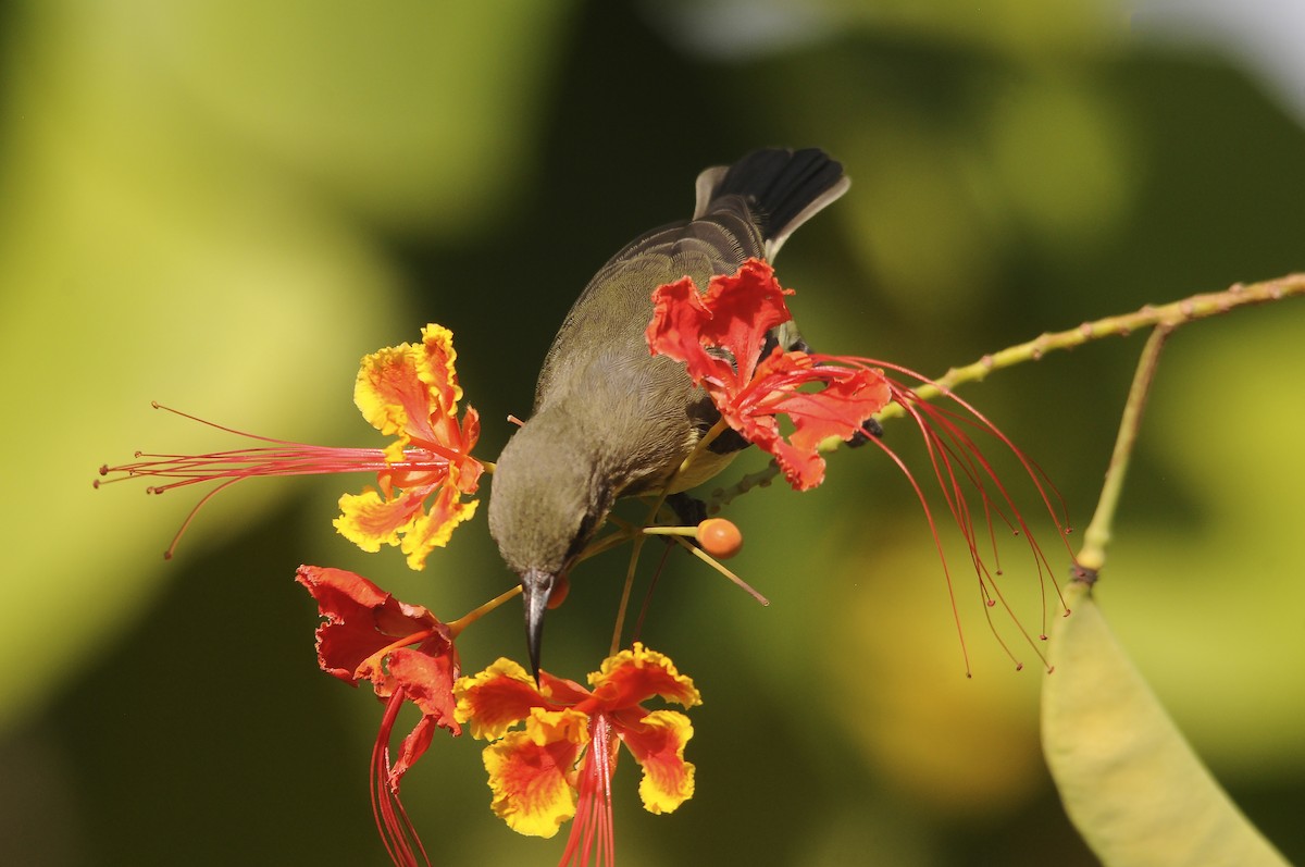 ウツクシオナガタイヨウチョウ - ML644362754