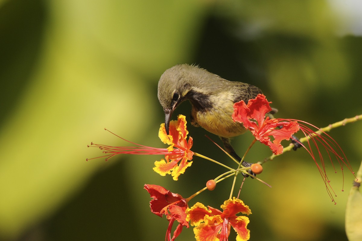 ウツクシオナガタイヨウチョウ - ML644362755