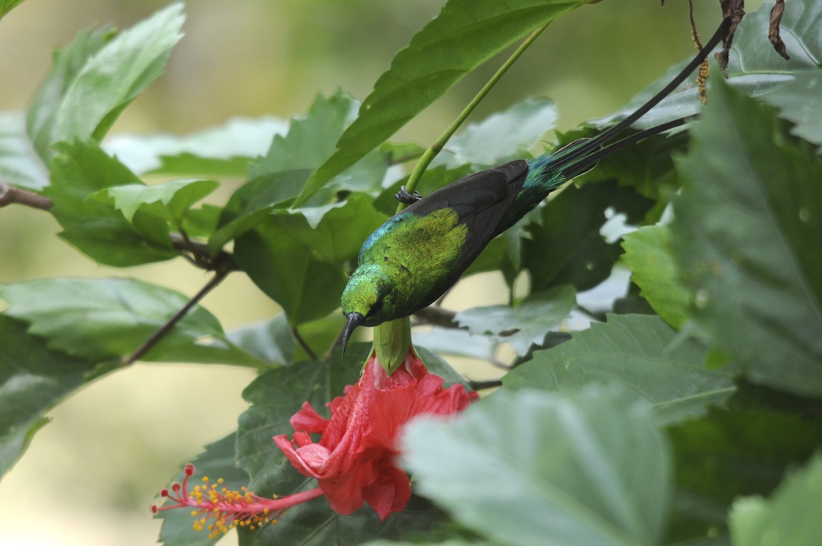 ウツクシオナガタイヨウチョウ - ML644362756