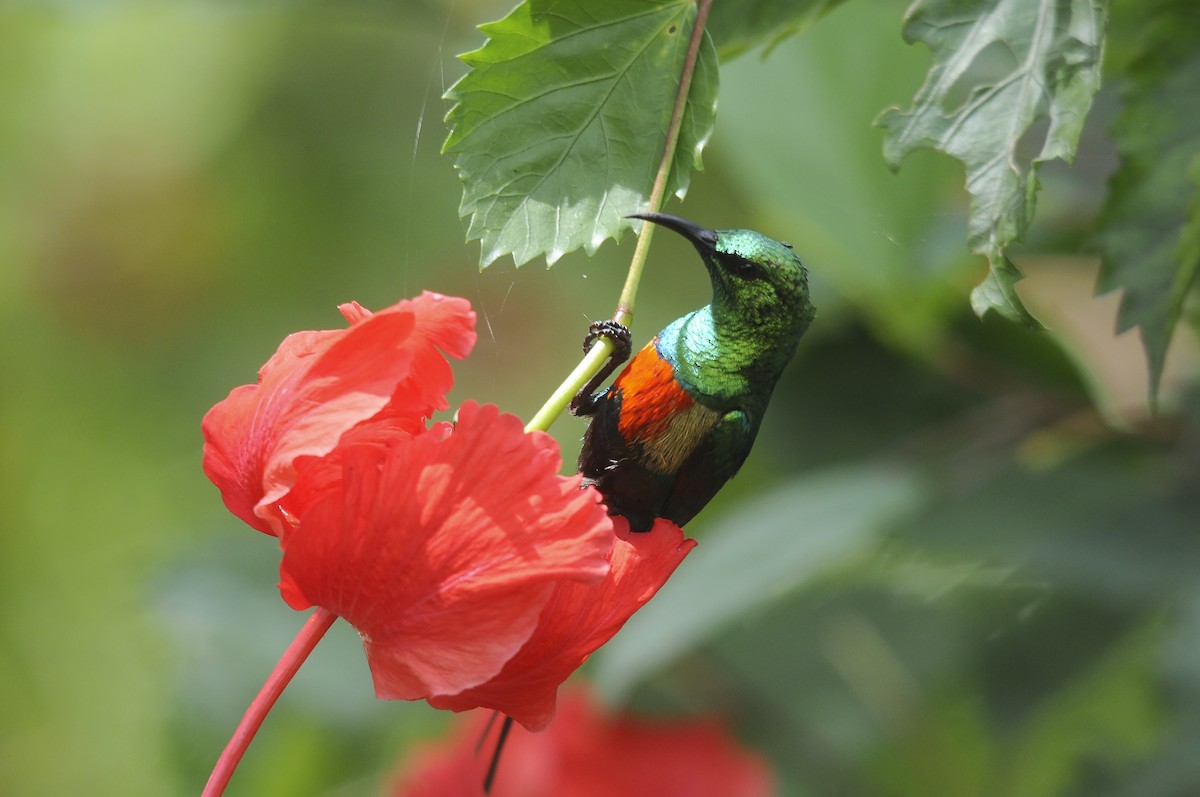 ウツクシオナガタイヨウチョウ - ML644362761