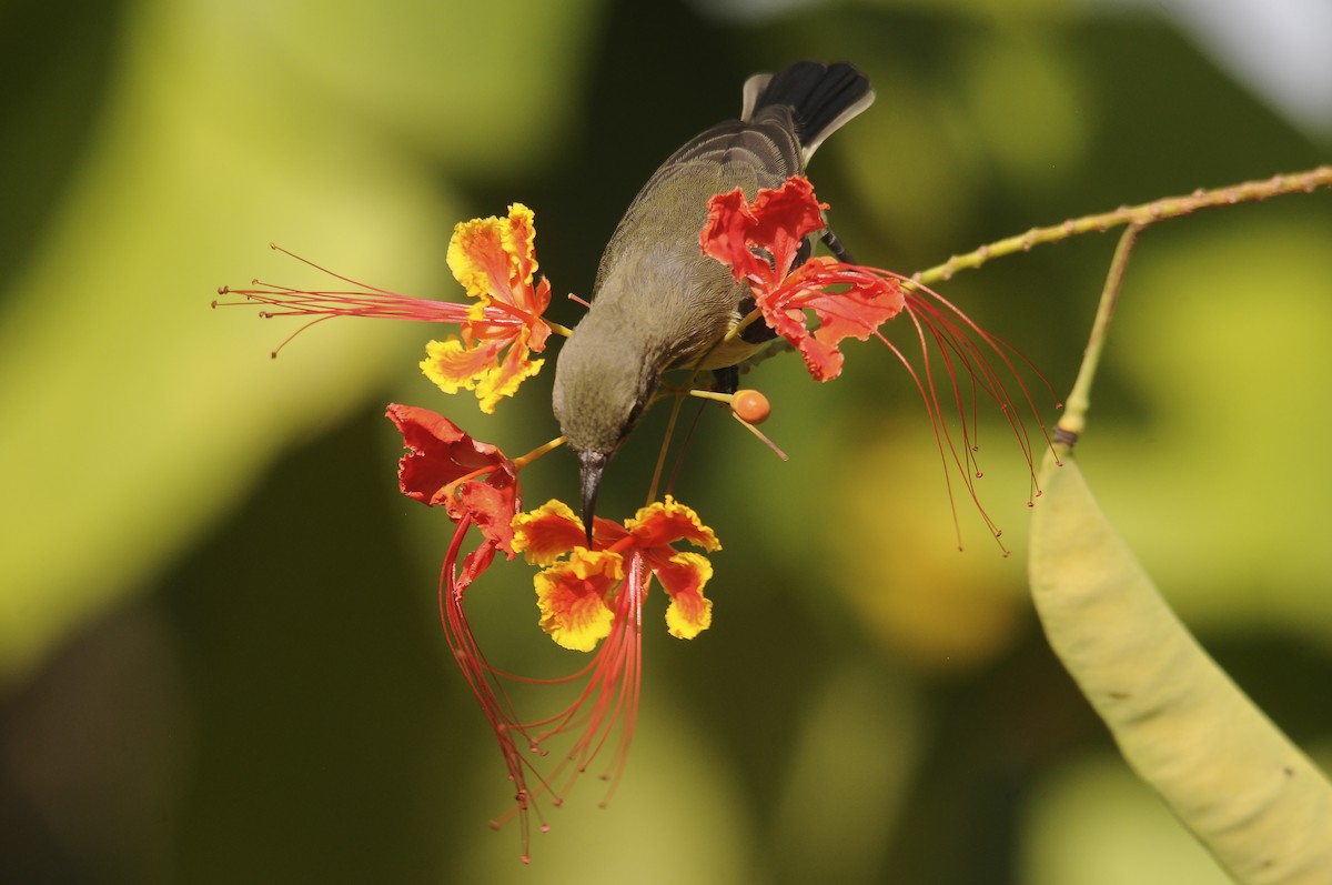 ウツクシオナガタイヨウチョウ - ML644362762