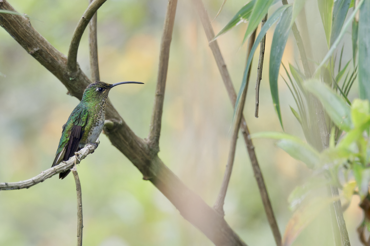 Mountain Velvetbreast - ML644362764