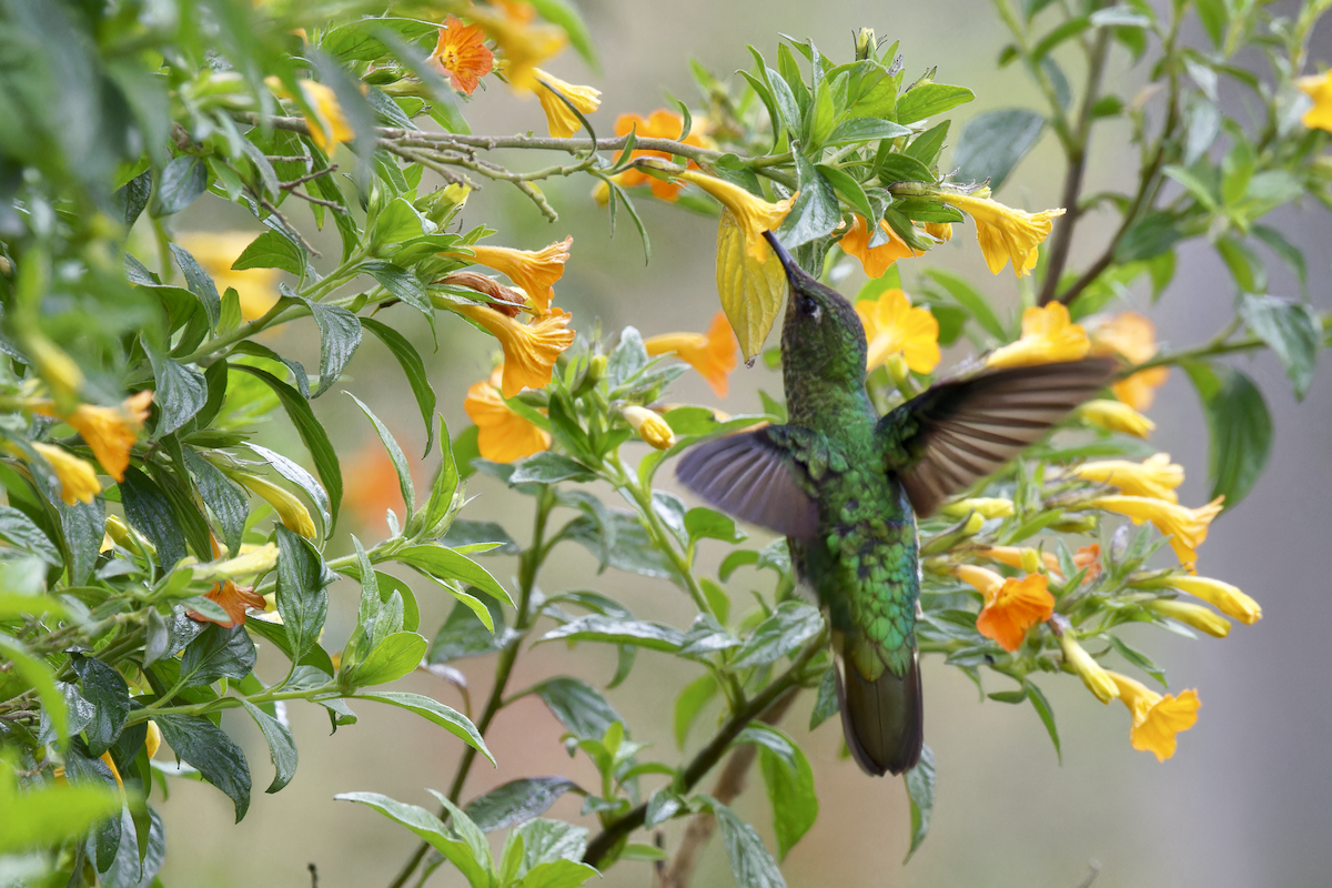 Mountain Velvetbreast - ML644362765