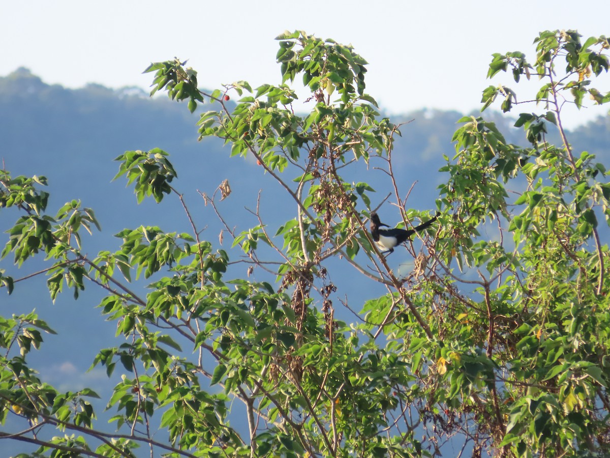 Oriental Magpie - ML644362772