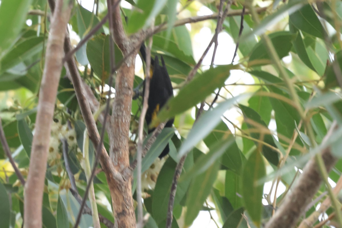 Puerto Rican Oriole - ML644362774