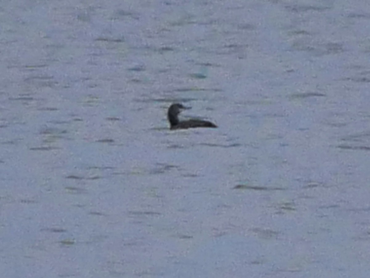 Буурал шунгуур - ML644362777