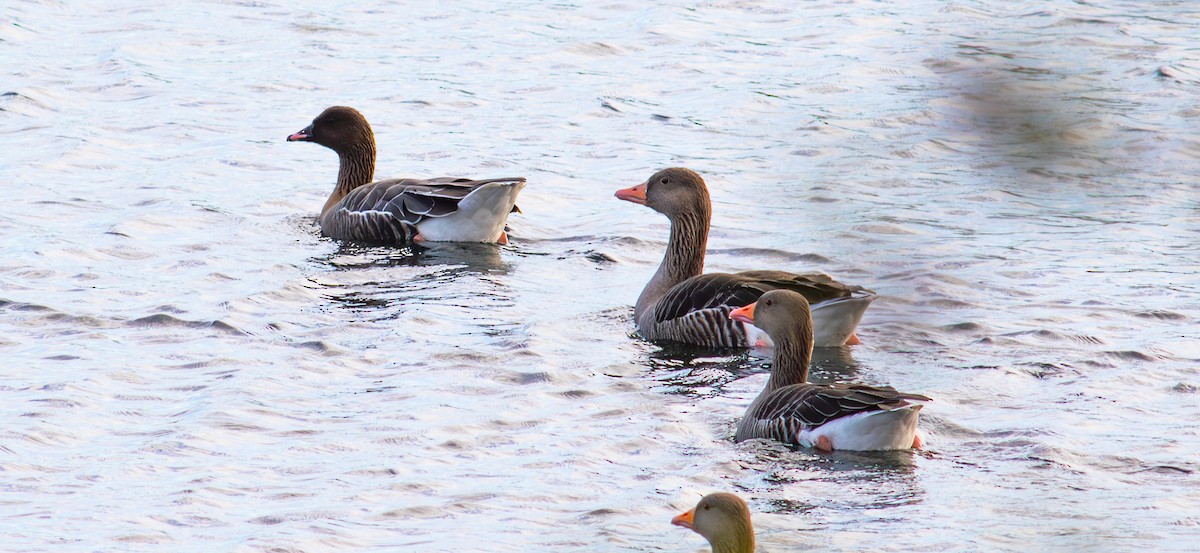 コザクラバシガン - ML644362781