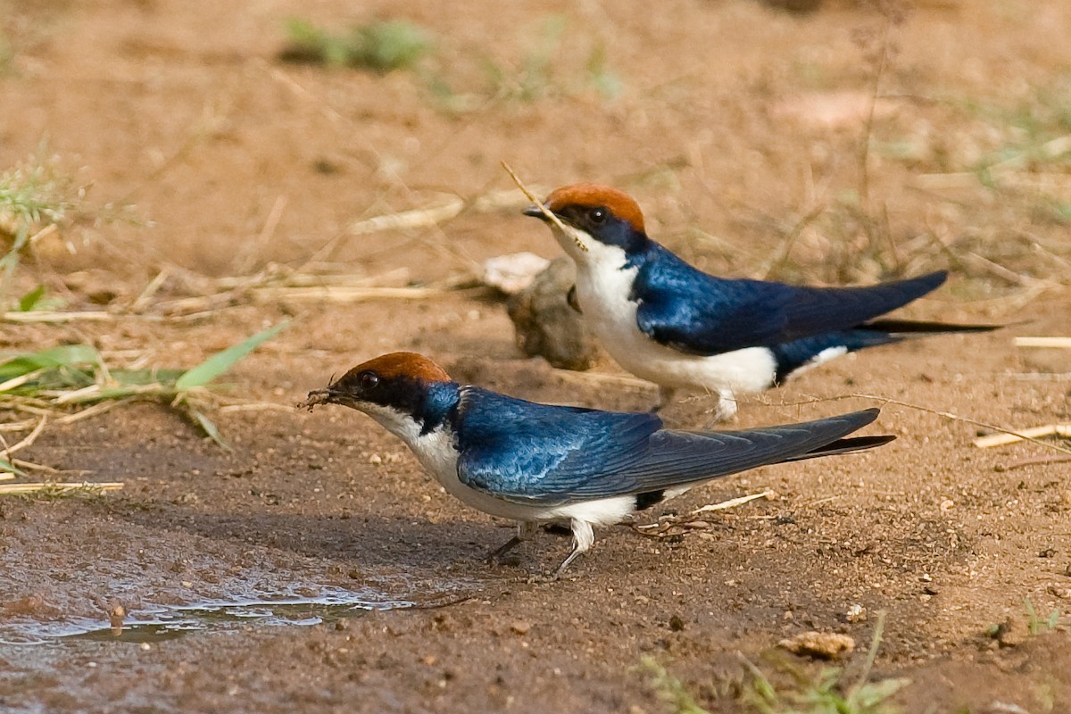 Wire-tailed Swallow - ML644362782