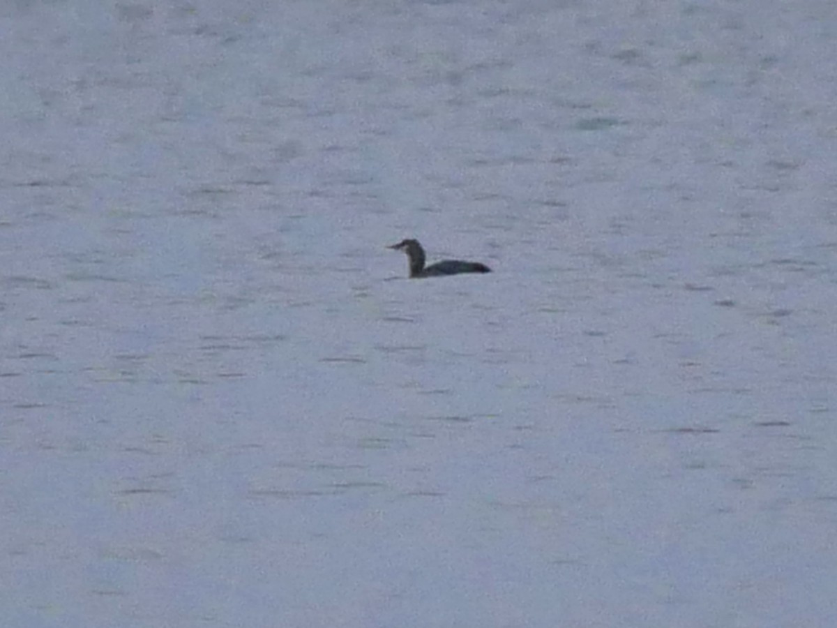 Буурал шунгуур - ML644362787